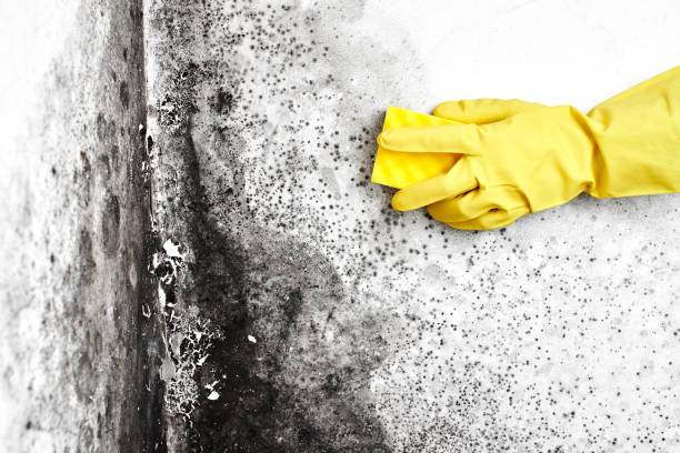 Mold Removal Process in Prunedale, CA
