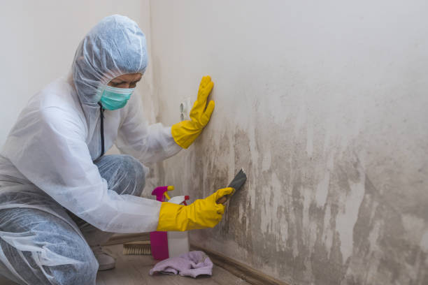Best Office Mold Removal Services  in Prunedale, CA