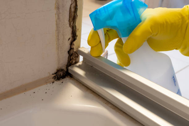 Best Attic Mold Removal  in Prunedale, CA