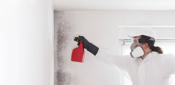 Best Black Mold Removal  in Prunedale, CA