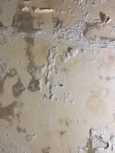 Best Mold Cleaning Services  in Prunedale, CA