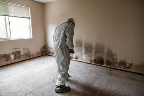 Best Commercial Mold Removal  in Prunedale, CA